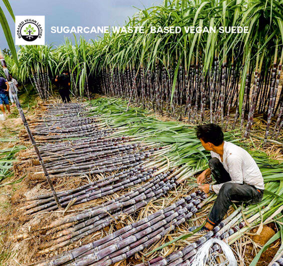 media/image/1-sugarcane-B2B.jpg